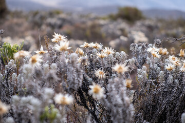 Everlasting flower on top of Kilimanjaro