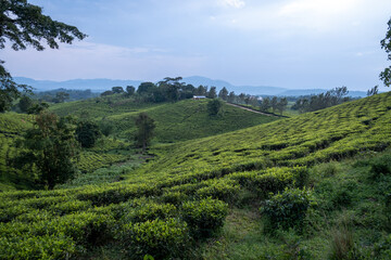 Fototapeta na wymiar Green Tea plantation in Uganda