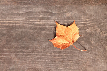 Autumn leaf on a tree background. The texture of yellow maple leaves is a top view of a brown...