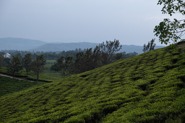 Fototapeta na wymiar Tea plantation in UgandTea plantation in Ugandaa