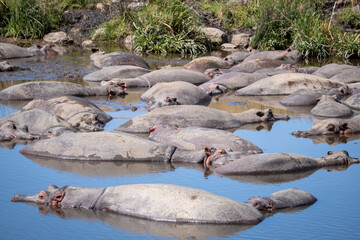 Naklejka na ściany i meble hippopotamus family relaxing in water, Serengeti national park Tanzania
