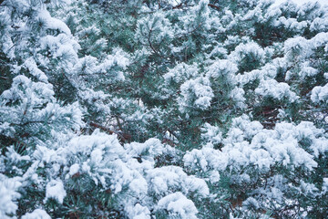 Close-up of a Christmas tree under fresh snow in winter in the forest.