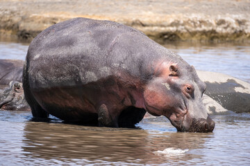 Hippopotamus in water in ngorongoro crater national park Tanzania