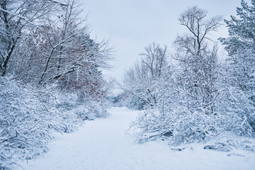 Landscape of winter forest after snowfall in the morning.