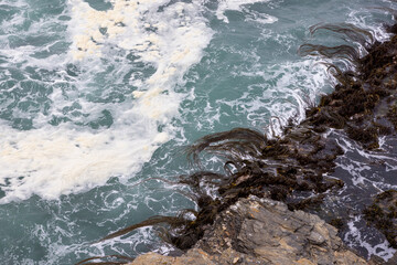 Algae Durvillaea Antarctica (also known as Cochayuyo and Bull Kelp) in the rough pacific ocean around Pichilemu, Chile