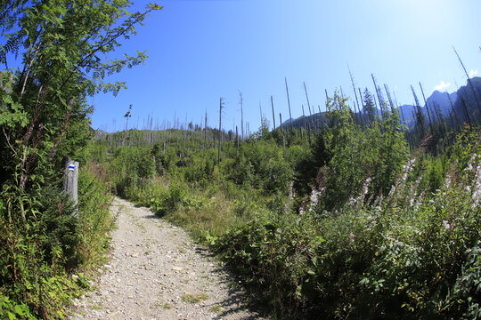 Walki in Bielskie Tatry, Slovakia, summer sunny day