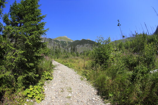 Walki in Bielskie Tatry, Slovakia, summer sunny day