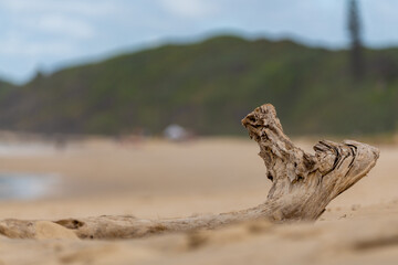 Stunning coastline of Byron Bay in eastern Australian with driftwood in foreground. 