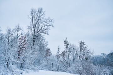 Landscape of winter forest after snowfall in the morning.