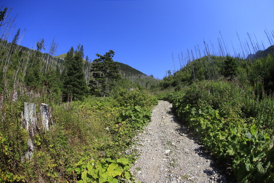 Walki in Bielskie Tatry, Slovakia, summer sunny day