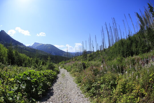 Walki in Bielskie Tatry, Slovakia, summer sunny day