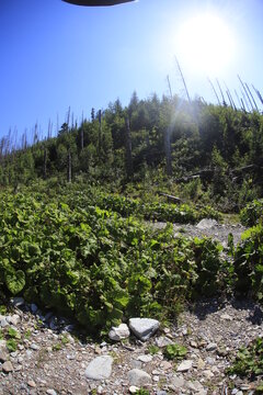 Walki in Bielskie Tatry, Slovakia, summer sunny day