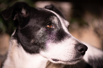 Portrait of Black and white dog sitting in the sun