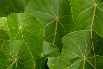 Bright green plants seen in the dense rainforest of Byron Bay Hinterland, Australia during autumn season time. 