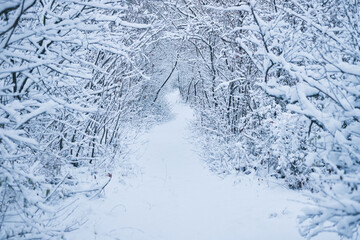 Landscape of winter forest after snowfall in the morning.