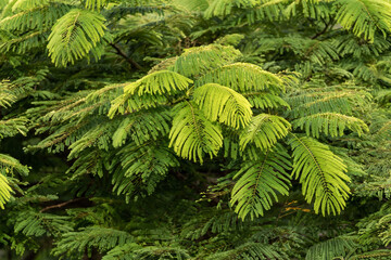 Fern plant seen in Australia during spring time in rainforest area. 