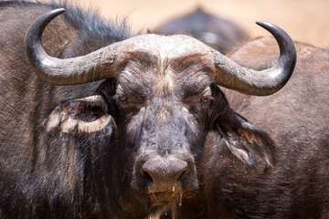 Water buffalo in Tanzania national park. Wild buffalo. Africa