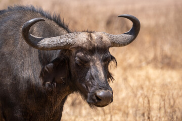 Water buffalo in Tanzania national park. Wild buffalo. Africa