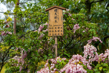wooden sign on a tree
