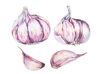 Garlic with watercolor isolated on white background with clipping path included.Food ingredients.