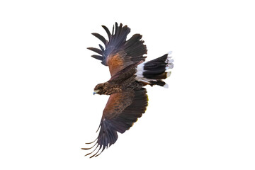 Naklejka na ściany i meble Harris's Hawk (Parabuteo unicinctus) Photo, in Flight on a Transparent Background