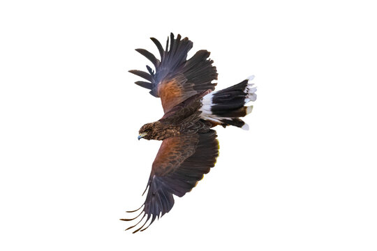 Harris's Hawk (Parabuteo unicinctus) Photo, in Flight on a Transparent Background