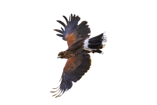 Harris's Hawk (Parabuteo unicinctus) Photo, in Flight on a Transparent Background