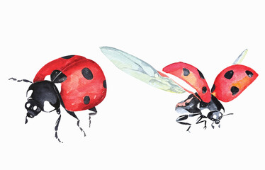 Ladybug with watercolor.Illustration cute red bugs spreading wings.Big ladybug set.lovely red insect.Isolated on white background.Clipping path.
