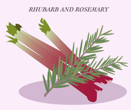 Rhubarb and rosemary illustation, Vector, Vegetables and herbs