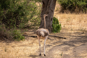 Female Ostrich walking in the savanna in Serengeti national park in Tanzania