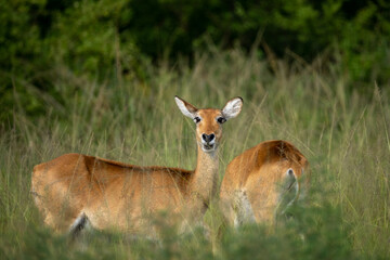 Close up of a impala in Ngorongoro national park Tanzania