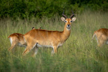 Naklejka na ściany i meble Close up of a impala in Ngorongoro national park Tanzania