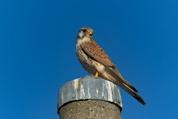 電柱の上で獲物が来るのを静かに待つチョウゲンボウ