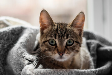 Cute striped kitten wrapped in a scarf. Close-up of a cat's muzzle wrapped in a knitted blanket. Cozy and warm concept.