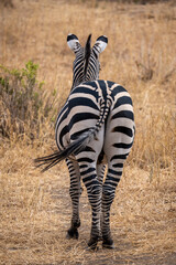 Obraz premium Zebra in the grass nature habitat, National Park of Tanzania. Wildlife scene from nature, Africa
