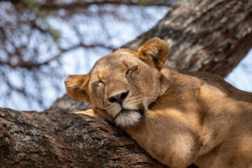 Sleeping Lioness on a tree. Tanzania National park. Resting lion. 