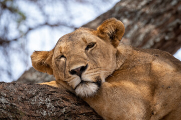 Sleeping Lioness on a tree. Tanzania National park. Resting lion. 