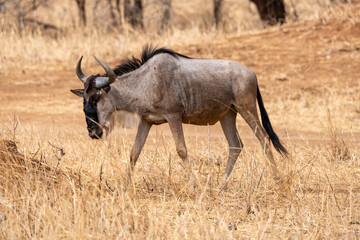 Wildebeest in Serengeti national park Tanzania during dry season