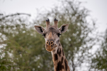 Giraffe in Serengeti national park. Safari wildlife. 