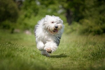 Old English Sheepdog running towards the camera in a field