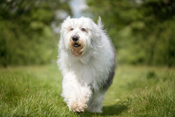 Old English Sheepdog walking directly towards the camera