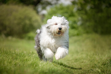 Old English Sheepdog running towards the camera in a field
