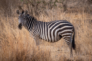 Fototapeta na wymiar Zebra in the grass nature habitat, National Park of Tanzania. Wildlife scene from nature, Africa