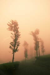 Fototapeta na wymiar Misty forest on the mountain. Orange mist. Orange fog. Copy space background with dark orange nature