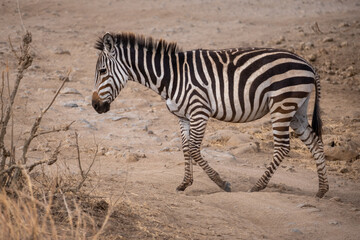 Zebra in the grass nature habitat, National Park of Tanzania. Wildlife scene from nature, Africa