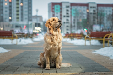 Portrait of a beautiful purebred golden retriever on a city street in winter in cloudy weather.