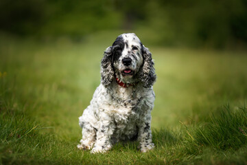 Fototapeta premium Show Cocker Spaniel black and white sitting on the grass looking at the camera