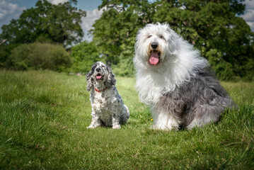 Old English Sheepdog and English Show Cocker Spaniel sitting in a field looking at the camera