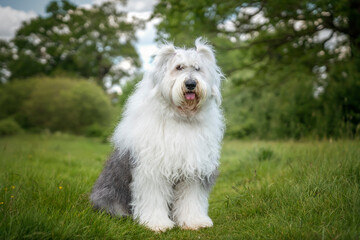 Old English Sheepdog sitting in a field looking at the camera