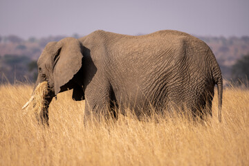 Fototapeta na wymiar African Elephant in the Wild. National park Tanzania. 